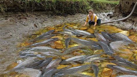 晚上釣鯉魚用什麼釣法與現代科技之應用