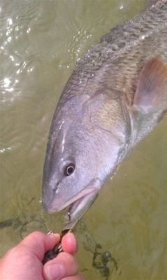 釣紅鼓魚用什麼餌料？紅鼓魚習性與餌料選擇的有趣探討