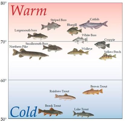 氣溫不低爲什麼沒有魚口？釣魚愛好者的疑惑探討會